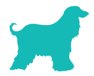 Dog Grooming Full Service Grooming